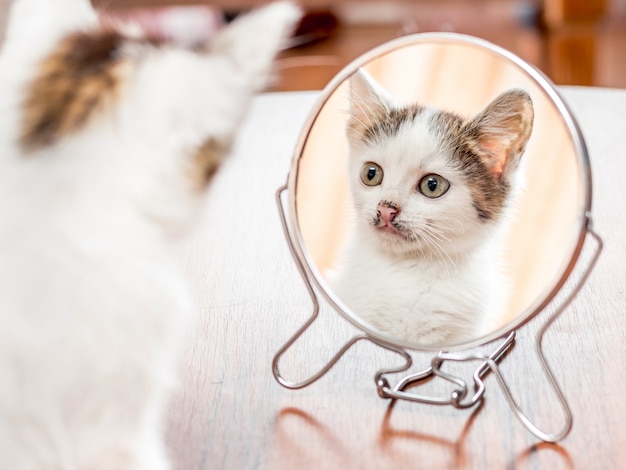 白い斑点のある子猫が鏡を見る