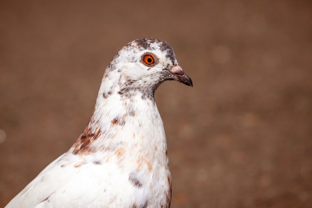 Piccione maculato bianco da vicino su uno sfondo marrone scuro