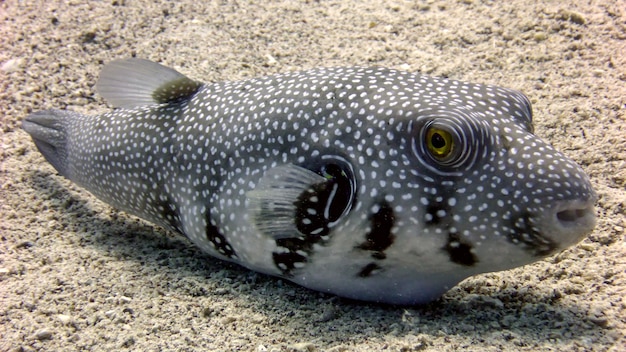 Photo white-spotted puffer on the seabed in red sea, eilat, israel