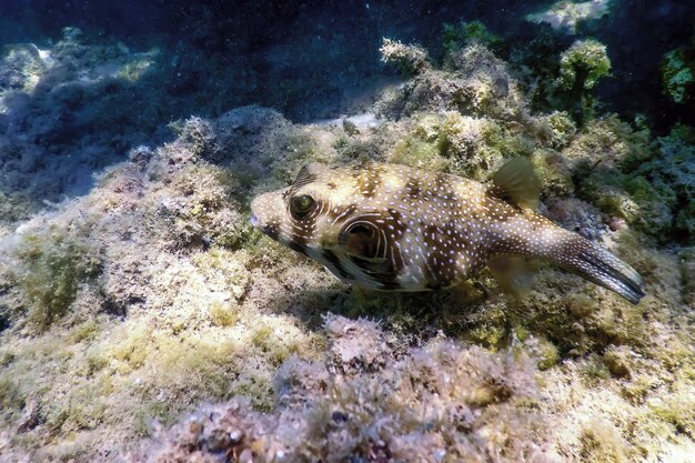 Photo white-spotted puffer underwater (arothron hispidus) marine life