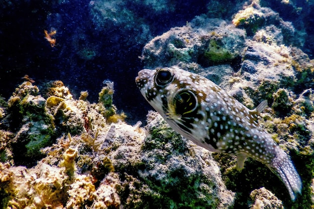 Photo white-spotted puffer underwater (arothron hispidus) marine life