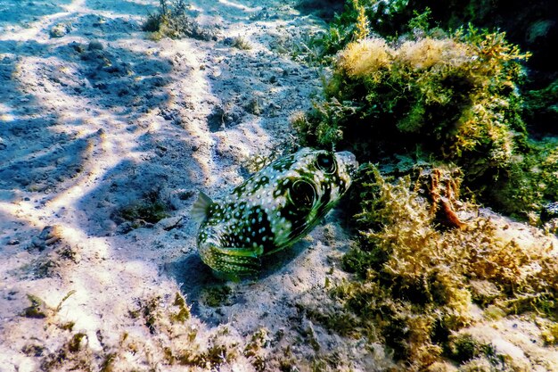 White-spotted puffer Underwater (Arothron hispidus) Marine life