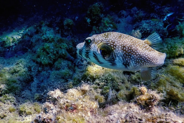 Photo white-spotted puffer underwater (arothron hispidus) marine life