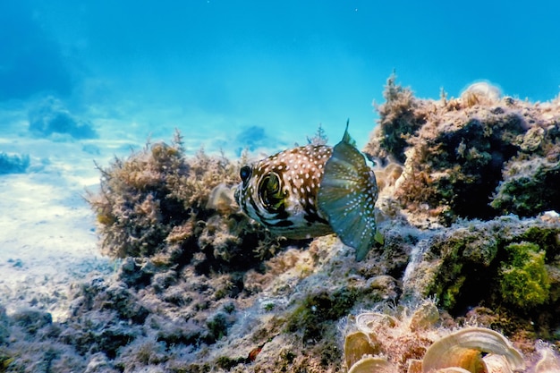 Pesce palla sottomarina (arothron hispidus) vita marina