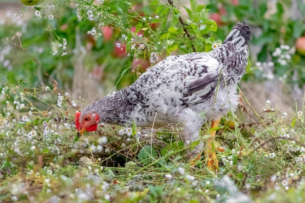 White spotted young chicken in the autumn garden looking for food