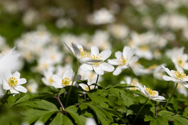 Белые весенние анемоны, растущие в лесу весной