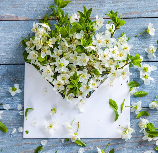 White spring cherry blossom on blue rustic wooden table.