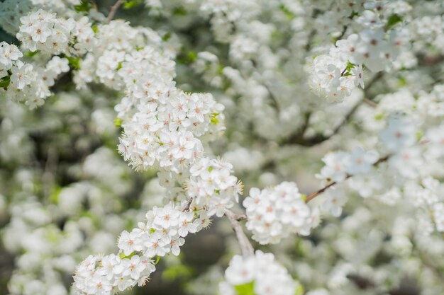 White spring cherry flowers on a tree