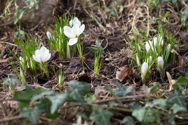 White spring crocuses in the early morning outdoors the first spring flowers against the backdrop of