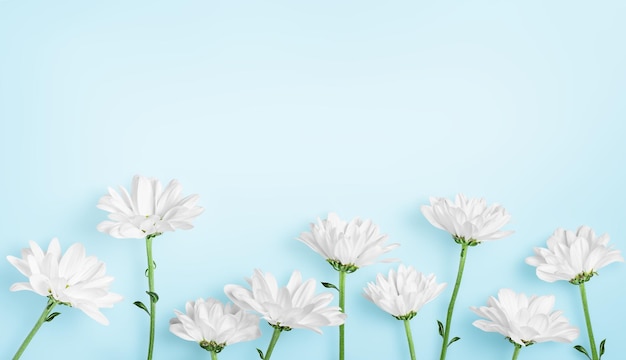 White spring flowers in a row on a light blue background