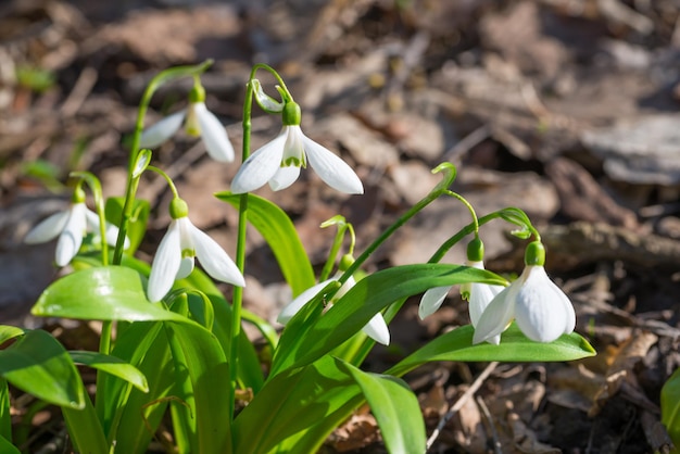 White spring flowers snowdrops in the forest