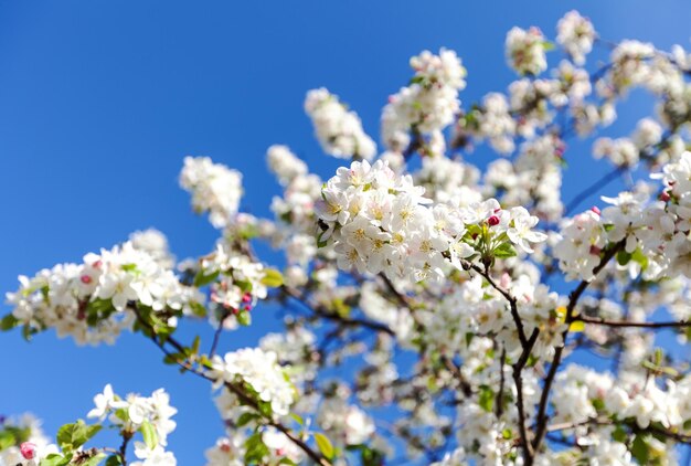 White spring flowers on a tree branch over grey sunny bokeh background closeup