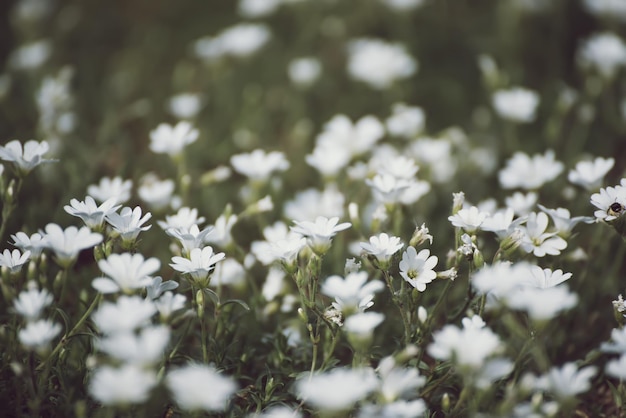 White spring flowers