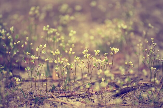 白い春の花