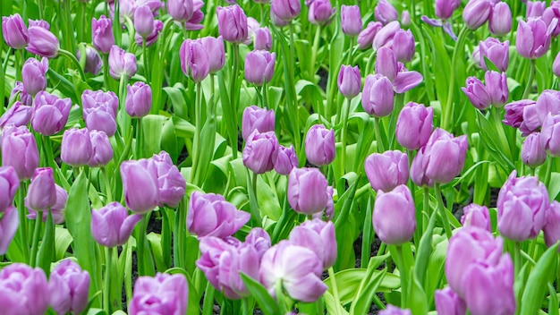 white spring flowers