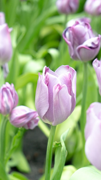 white spring flowers