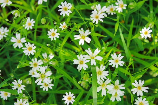 緑の草の中に白い春の牧草地の花