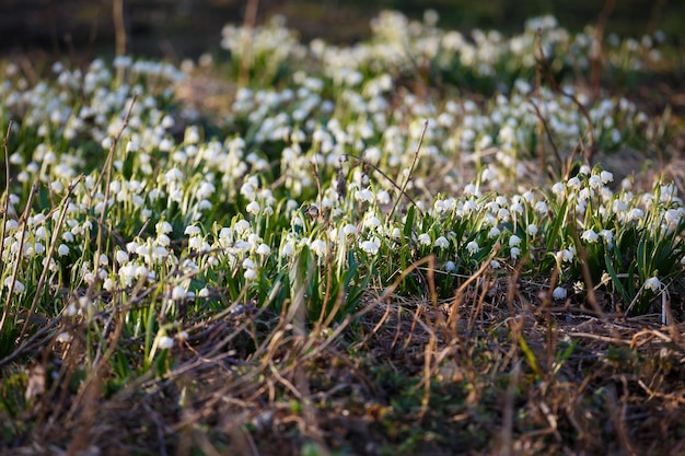 白い春のスノーフレークの花leucojumvernum春の背景