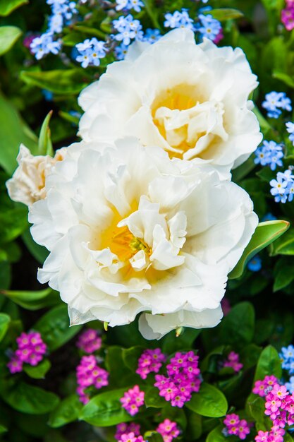 white spring tulips in the garden