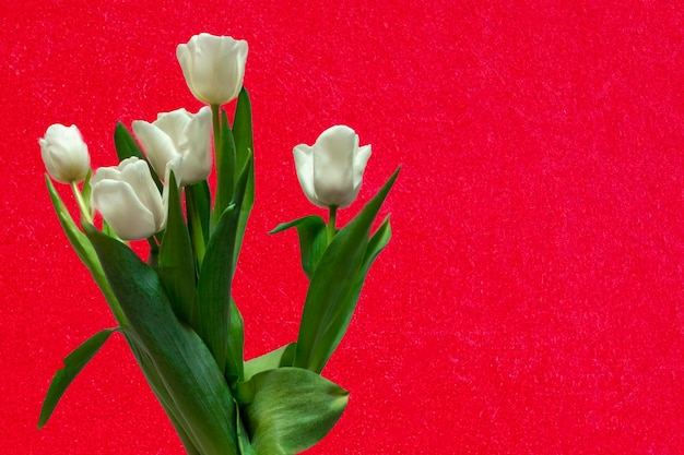 White spring tulips in a vase on a red background mock up for displaying works beautiful bouquet of flowers copy place for text