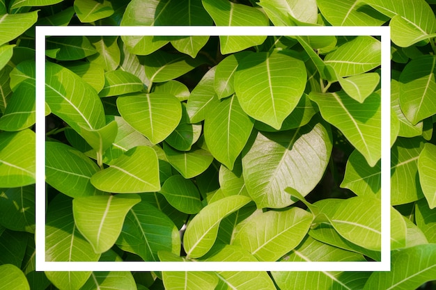 White Square frame, above the leaves. Blank for advertising card or invitation.