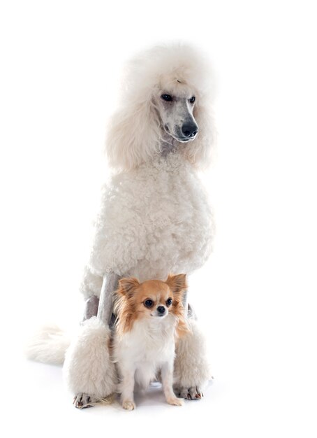 白い標準プードルとチワワ犬