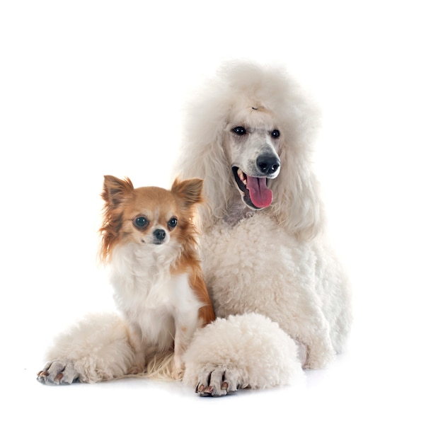 White Standard Poodle and chihuahua