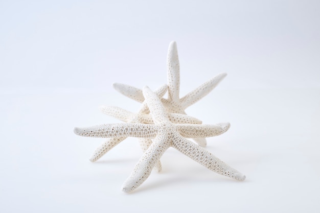 White starfish on white background