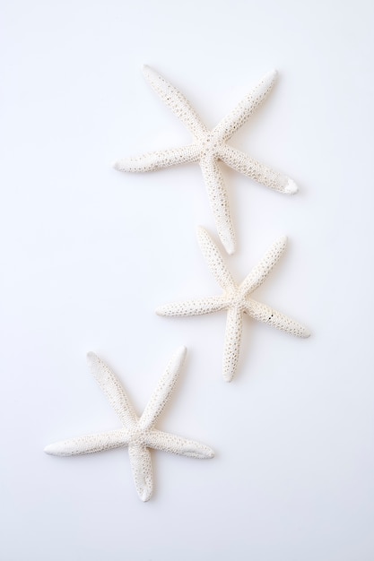 White starfish on white background