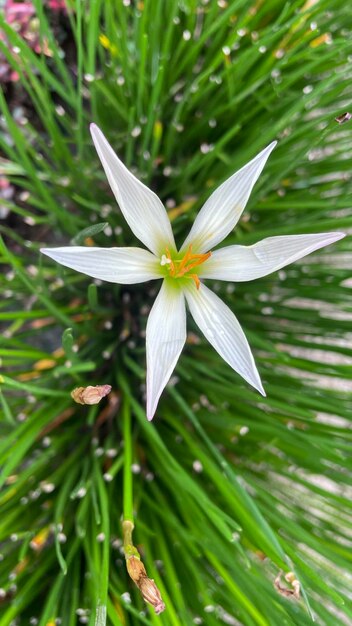 White start flower