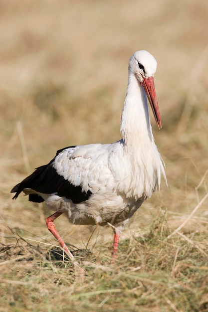 ドイツの刈りたての牧草地に白いストーチ Ciconia ciconia