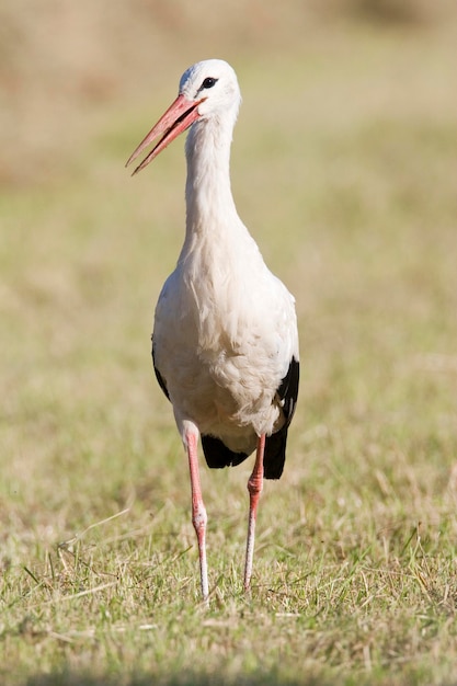 ドイツの刈りたての牧草地に白いストーチ Ciconia ciconia