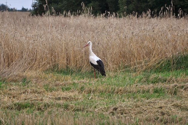 フィールドにコウノトリの鳥が立っています。