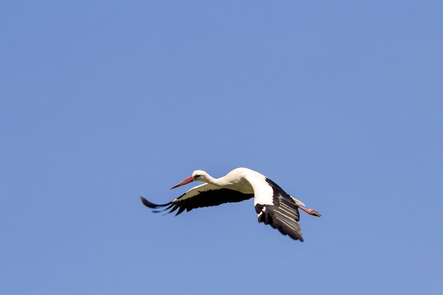 Photo white stork bird with spread wings flying high