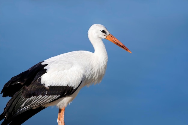 White stork by the water