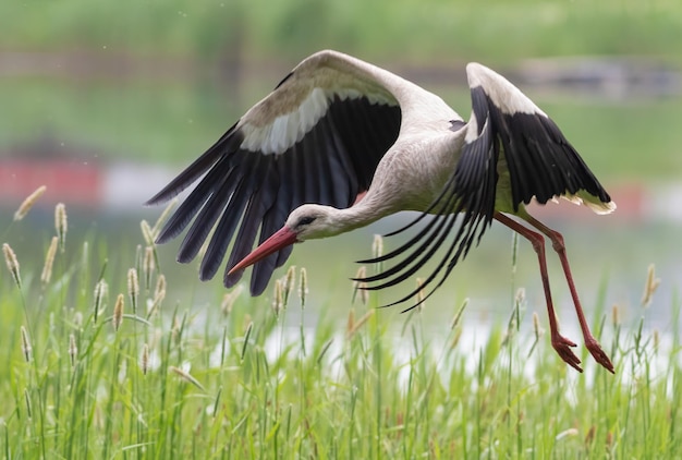 White stork Ciconia ciconia A bird in flight landing on the river bank overgrown with tall grass