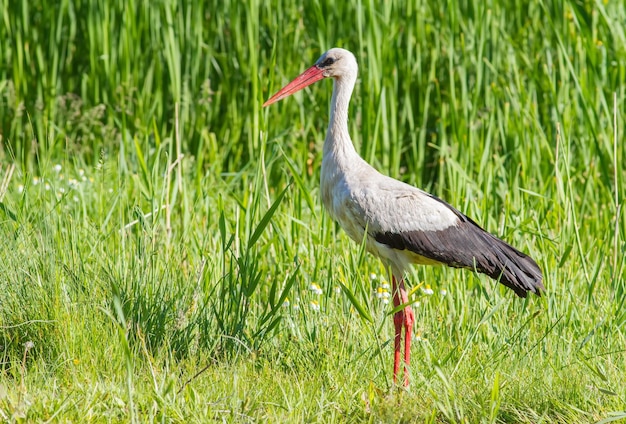 Cicogna bianca ciconia ciconia un uccello cammina attraverso un prato nell'erba in cerca di cibo