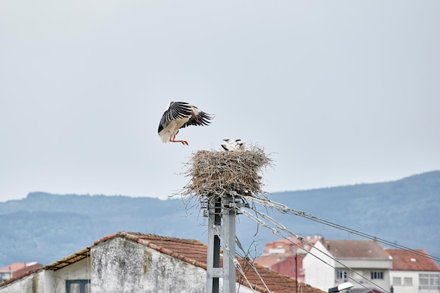 Cicogna bianca ciconia ciconia sbatte le ali mentre vola per raggiungere il suo nido con il terreno per finire di costruirlo mentre i suoi cuccioli aspettano all'interno