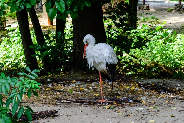 公園の白いコウノトリCiconiaciconia