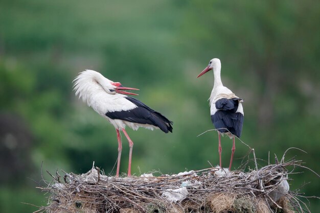 White stork Ciconia ciconia two birds on nest Bulgaria