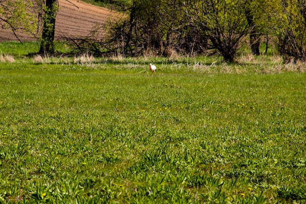 사진 흰 황새(ciconia ciconia)는 푸른 초원을 걷는다