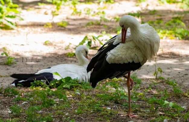 シュバシコウ（Ciconia ciconia）。動物園で。