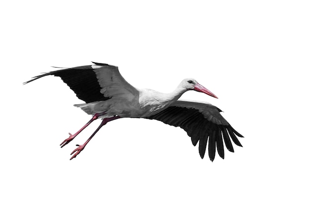 백색 황새 Ciconia ciconia