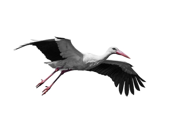 Photo white stork ciconia ciconia