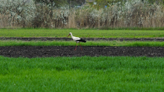 white stork in the field