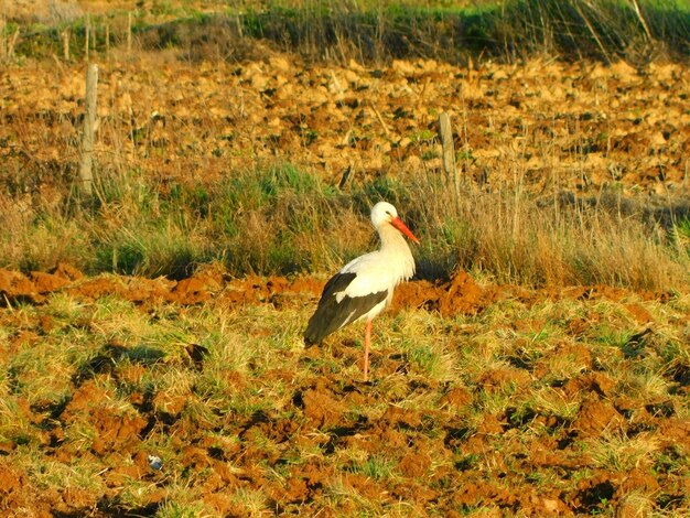 Foto cicogna bianca nei campi