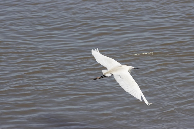 A white stork flies above the river