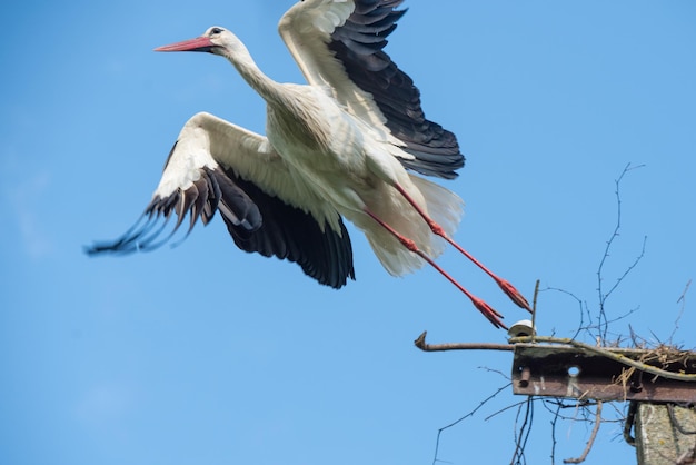 青い空を背景に飛行中の白いコウノトリ