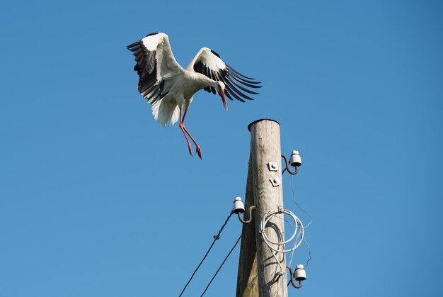 青い空を背景に飛行中の白いコウノトリ