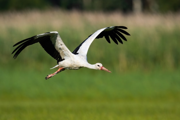 White stork flying above meadow with wings open in summer nature